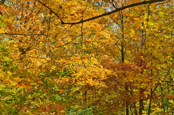 Faller Färgglada Träd Parken Ontario Kanada — Stockfoto