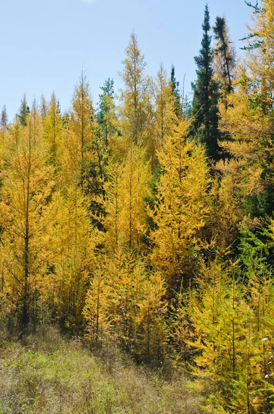 Północny Las Ontario Jesienią — Zdjęcie stockowe