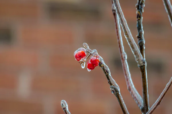 Twigs Tree Encased Ice Freezing Rain Storm — Stock Photo, Image