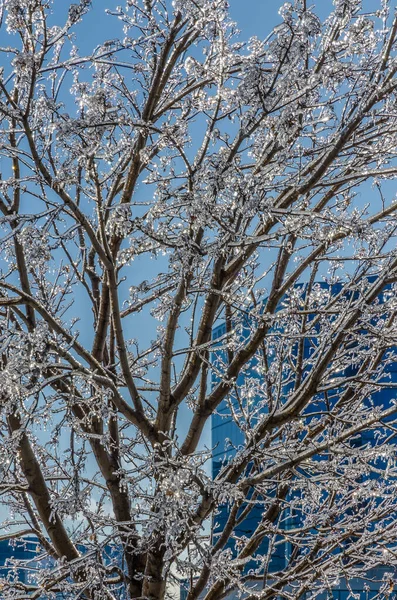 Twigs Van Boom Ingekapseld Ijs Een Ijzel Regen Storm — Stockfoto