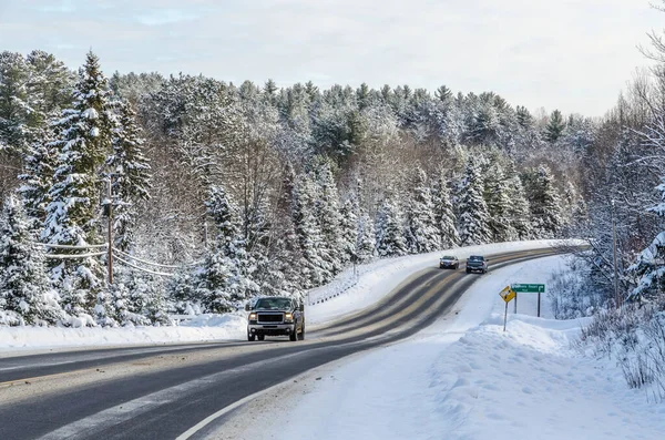 Spruiten Onder Sneeuw Skipistes Zonnige Dag — Stockfoto