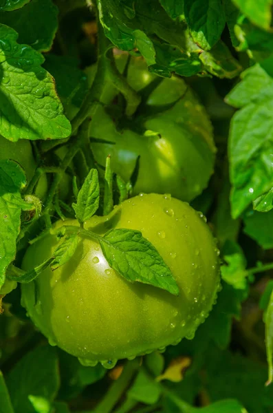 Tomates Verdes Que Crecen Jardín — Foto de Stock