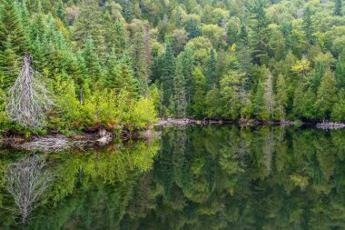 Sonbaharda Superior Gölü İl Parkı 'ndaki Orman Gölü.