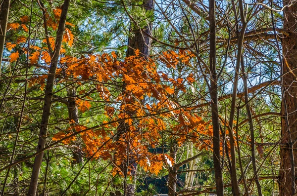 Queda Árvores Coloridas Parque Killarney Ontário Canadá — Fotografia de Stock