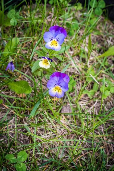 Flores Pantanosas Viola Tricolor Floresta Ontário — Fotografia de Stock