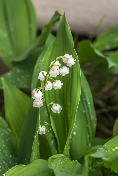 Blommor Liljekonvalj Convallaria — Stockfoto