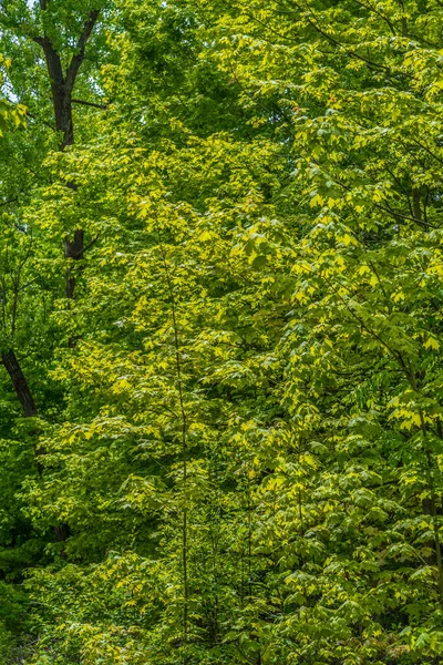 Folhas Ácer Verde Primavera Floresta Canadense — Fotografia de Stock