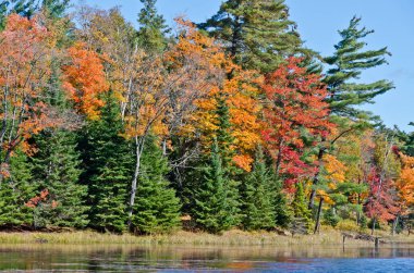 Killarney Park, Kanada 'da Orman Gölü' nün üzerinde gün doğumu