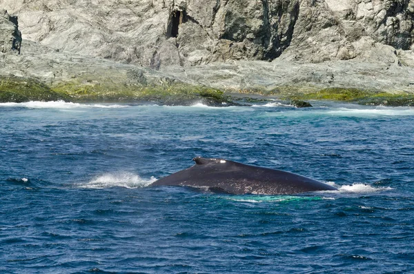 Plavání Hrbatá Velryba Slunečný Den — Stock fotografie