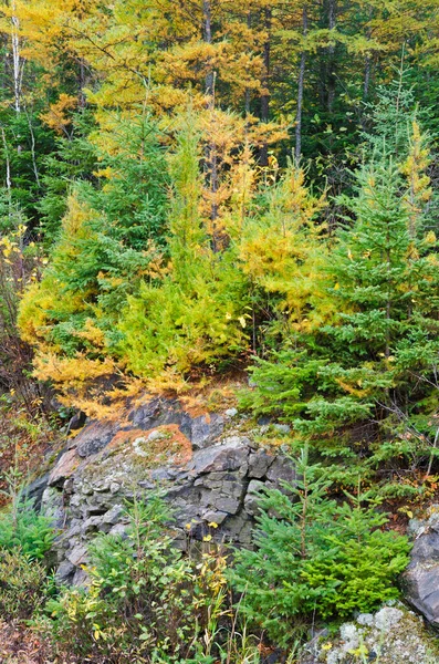 Northern Ontario Forest Autumn Time — Stock Photo, Image