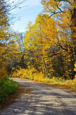 Parkta renkli ağaçlar var. Ontario, Kanada