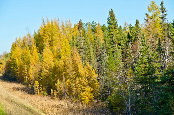 Лес Северного Онтарио Осенью — стоковое фото