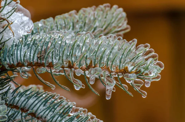 Brindilles Arbre Enfermées Dans Glace Après Une Tempête Pluie Verglaçante — Photo