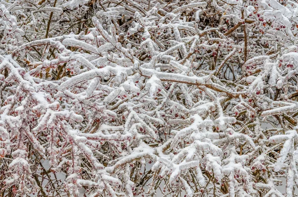 Větvičky Stromu Obalené Ledem Mrazivé Dešťové Bouři — Stock fotografie