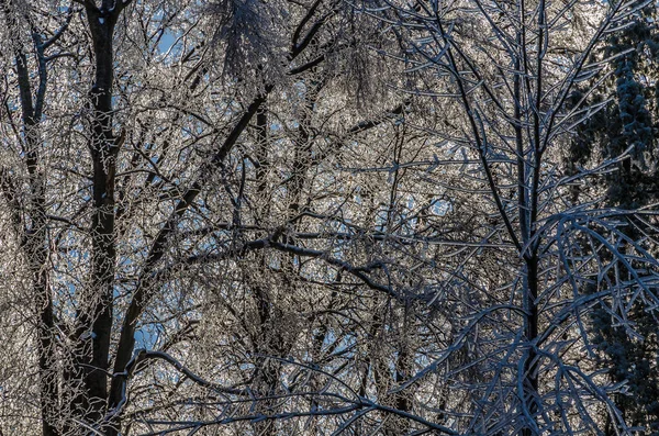Zweige Von Baum Nach Gefrierendem Regen Eis Gehüllt — Stockfoto