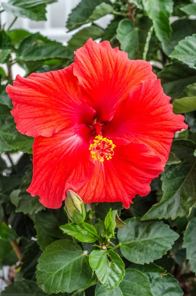 Beautiful Tropical Red Hibiscus Green Background — Stock Photo, Image