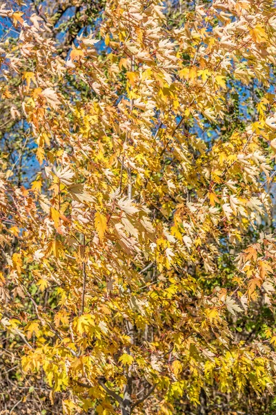 Trees Fall Time Richmond Hill Canada — Stock Photo, Image