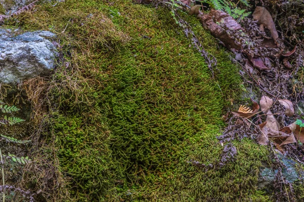 Pake Herfst Bij Toronto Canada — Stockfoto