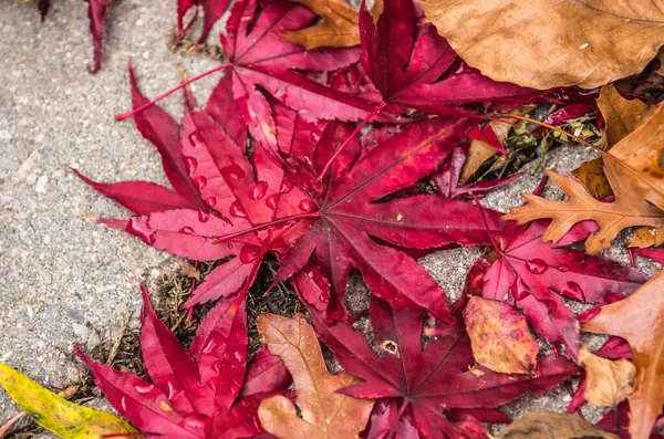 Sonbaharda Japon Akçaağaç Yaprakları Taştan Zeminde — Stok fotoğraf