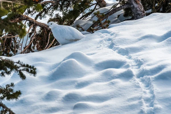 Salgueiro Ptarmigan Plumagem Inverno Com Neve Alberta Canadá — Fotografia de Stock