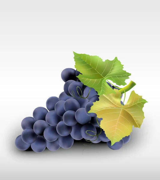 Winogrona Izolowane Białym Tle Wektor Stockowy