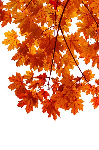 Orange Autumn Twig Isolated White Background Stock Picture