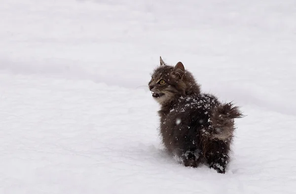 灰褐色的猫在冬天在雪地里奔跑 — 图库照片