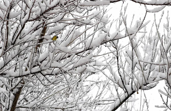 Der Vogel Auf Dem Ast Der Bäume Schnee — Stockfoto