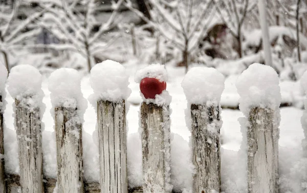 Κόκκινο Μήλο Στο Φράκτη Στο Χιόνι — Φωτογραφία Αρχείου