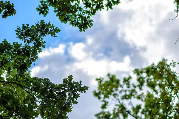 Ağaçların Dalları Mavi Gökyüzüne — Stok fotoğraf