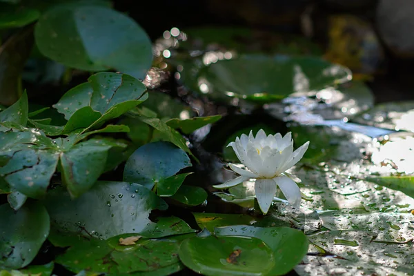 White Lily flower with green leaves on water