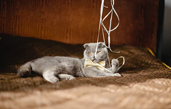 Gato cinza em um laço de laço no sofá rói a fita — Fotografia de Stock