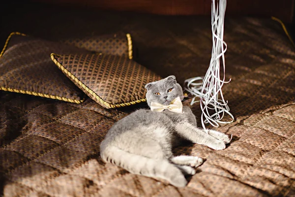 Gato cinza em um laço de laço no sofá rói a fita — Fotografia de Stock