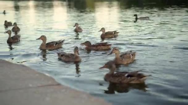 Wildenten Schwimmen Abends Auf Dem See — Stockvideo