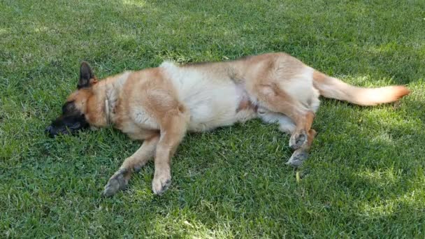 Alman Çoban Köpek Bir Bir Bahçede Çim Döşeme — Stok video