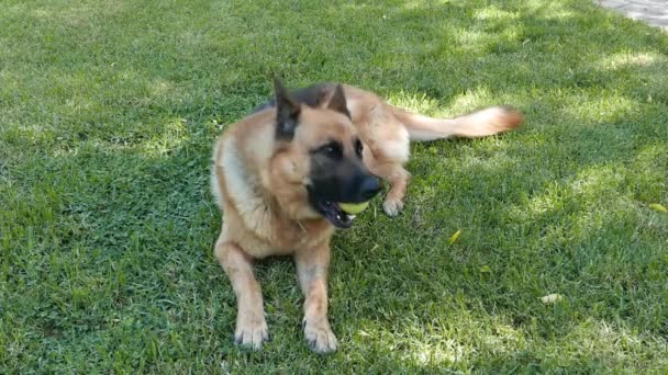 Schäferhund Setzt Sich Mit Einem Tennisball Den Hinterhof Eines Hauses — Stockvideo