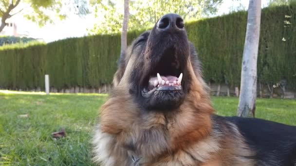 German Shepherd Dog Laying Grass Backyard Home — Stock Video
