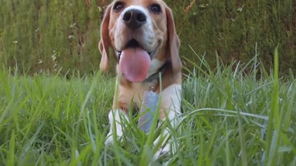 Beagle Hund Draußen Kaut Ein Spielzeug Gras — Stockvideo