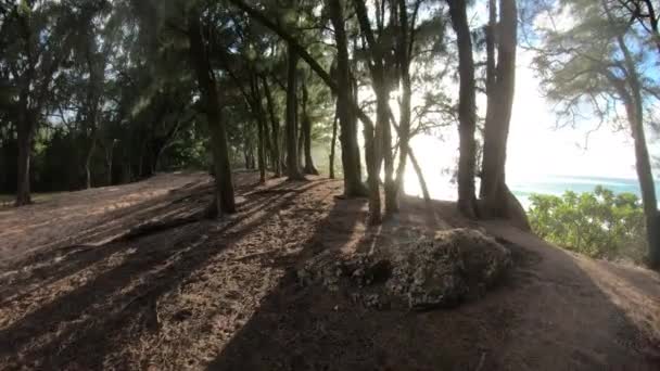 Vista Ampla Ângulo Trilha Caminhadas Longo Floresta Tropical Alinhada Com — Vídeo de Stock