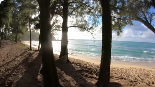 Bredvinklet Visning Turstien Langs Den Tropiske Skogen Tree Lined Tropical – stockvideo