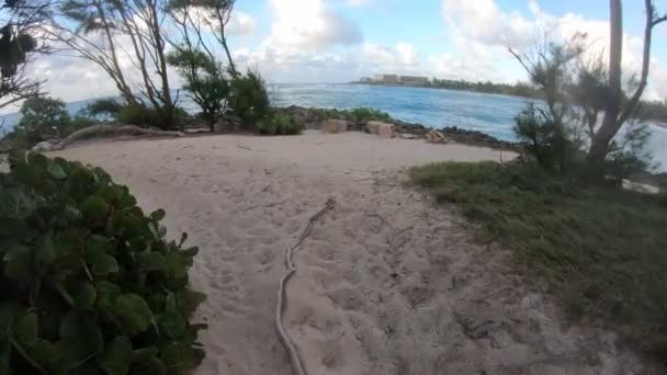 Vista Ampla Ângulo Trilha Caminhadas Longo Floresta Tropical Alinhada Com — Vídeo de Stock