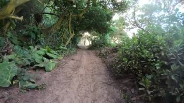 Geniş açılı görünüş Hiking Trail ağaç boyunca tropik orman kaplı