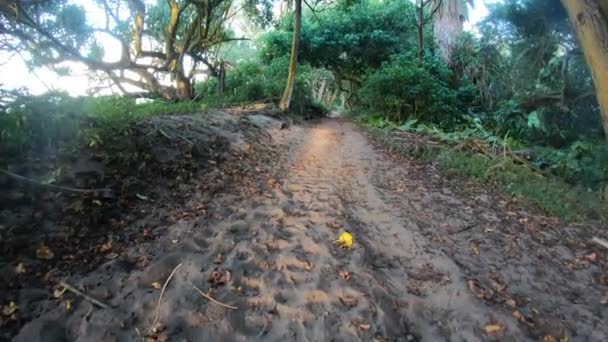 Wide Angle View Hiking Trail Tree Lined Tropical Forest — Stock Video