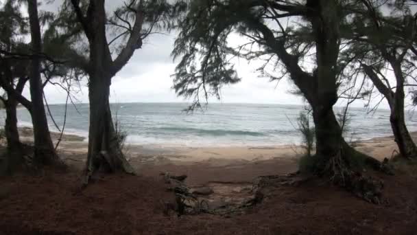 Blick Auf Das Meer Zwischen Zwei Bäumen — Stockvideo