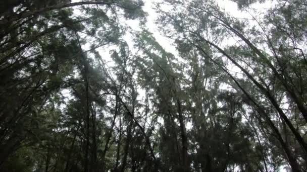 Panoramablick Auf Den Tropischen Wald — Stockvideo