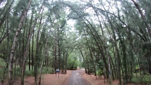 Vue Grand Angle Sentier Randonnée Long Forêt Tropicale Bordée Arbres — Video