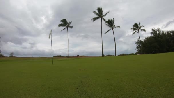 Com Vista Para Palmeiras Altas Vento Beach Resort — Vídeo de Stock