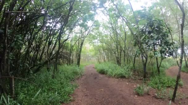 Vidvinkel Bild Vandringsled Längs Trädet Fodrade Tropisk Skog — Stockvideo