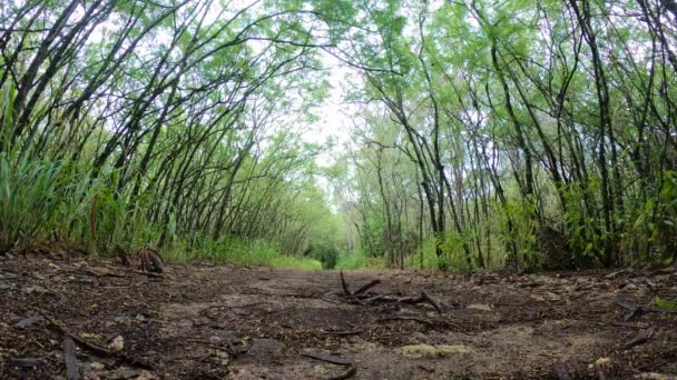 Szeroki Kąt Widzenia Szlak Wzdłuż Drzewa Pokryte Tropical Forest — Wideo stockowe