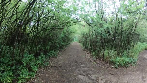 Geniş Açılı Görünüş Hiking Trail Ağaç Boyunca Tropik Orman Kaplı — Stok video